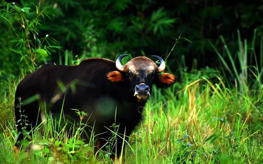 Trishna Wildlife Sanctuary, South Tripura, Tripura - Vushii.com